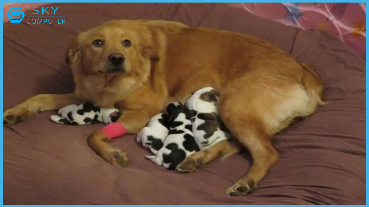 ai-cua-google-tro-nen-dang-lo-ngai-vi-lien-tiep-dua-ra-cac-cau-tra-loi-thieu-chinh-xac-3